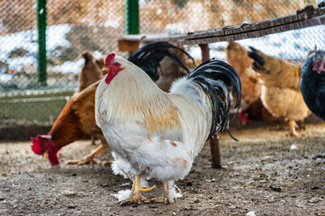 chickens in the farm