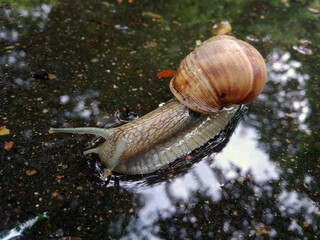 A large snail is crawling along a wet road after rain.