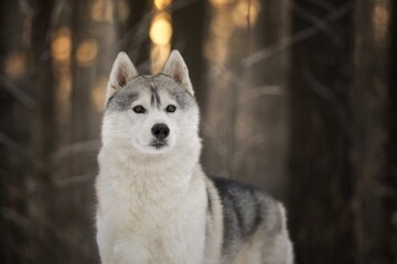 Obraz premium siberian husky dog