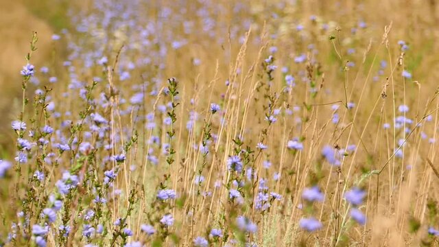 The wind shakes the stems of blooming chicory