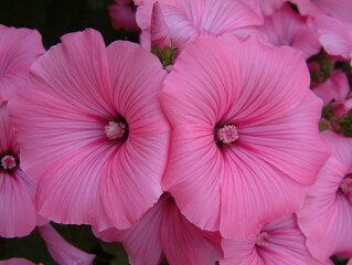 Malvenblüte © Peter Allgaier