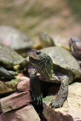 painted turtle