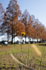dandelions in the field