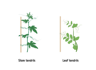 Thigmotropism vector editable illustration. Stem or leaf tendrils help the plant to climb a support. Bryonia dioica and Sweet Pea.