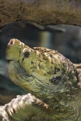 Obraz premium snapping turtle in the water