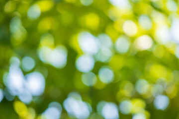 Obraz premium Abstract blur green leaf bokeh nature background