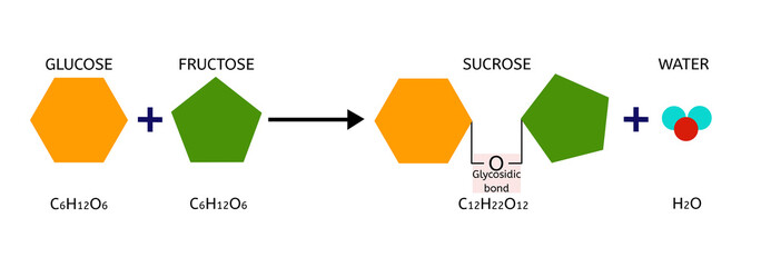 Sucrose formation. Glycosidic Bond Formation from Glucose and fructose. Chimical reaction.