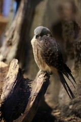 red tailed hawk