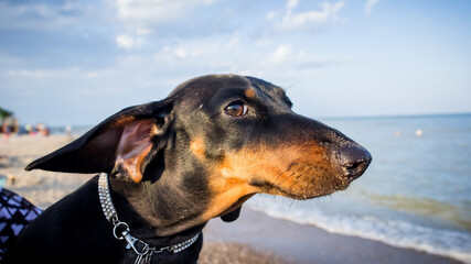 young black dachshund with bright red tan nose in the sand on a sandy beach near the blue sea on the seashore