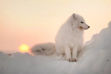 Papier Peint photo Renard arctique Arctic white fox close-up. The Arctic fox is sitting in the snowdrifts, looking to the right. Sunset. The sun.