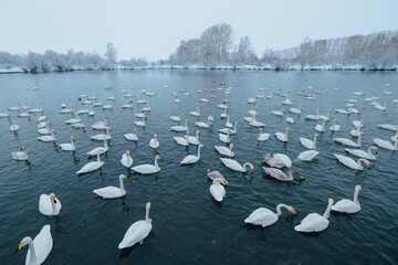 Group of white swans in the wild in the lake in winter. Cygnus cygnus. Russia, Altai, Siberia. Lake Svetloe, Altai Territory