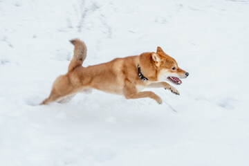 The Shiba Inu Japanese dog plays in the snow in winter.