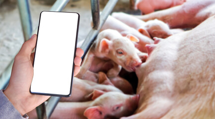 Blank touchscreen mobilephone holding in hand with blurred piglets which are drinking milk from...