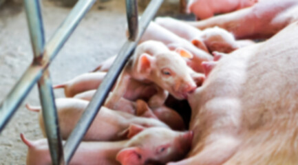Blurred background of domestic piglet breeding.   © Sophon_Nawit