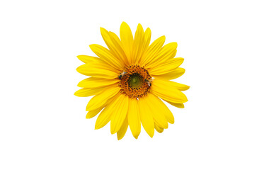 Isolated single sunflower with clipping paths.