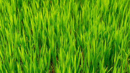 Fototapeta na wymiar Texture of young green spring grass, background with grass. Grass in the meadow