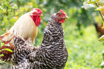 Rooster and chicken in the garden on a blurred background. Raising chickens