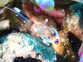 dancingshrimp