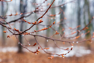 Raindrops on a bare branch in the spring during the melting snow
