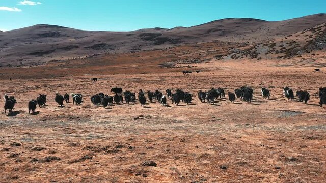 cows running in the field 