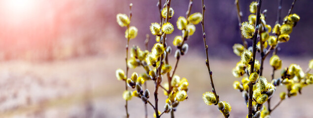 Willow branches with fluffy catkins in the woods in sunny weather
