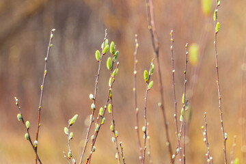 Willow branch with fluffy catkins in the forest on a blurred background