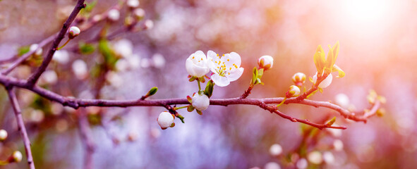 Cherry plum branch with flowers and buds at sunset, cherry plum blossoms