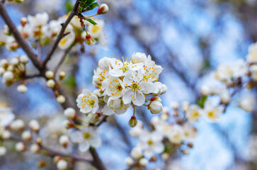Cherry plum branch with flowers and buds, cherry plum blossoms