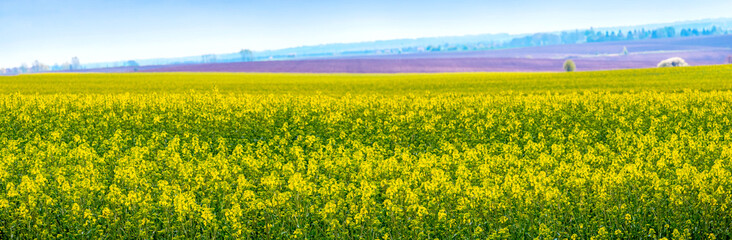 Obraz premium Rapeseed blossoms in the field on a sunny day. Rapeseed cultivation. Field with yellow flowers