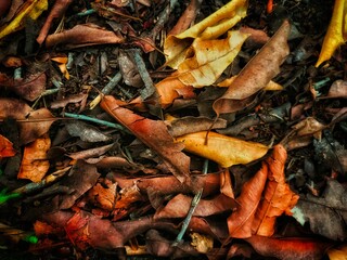Dried leaves for wall decoration, background