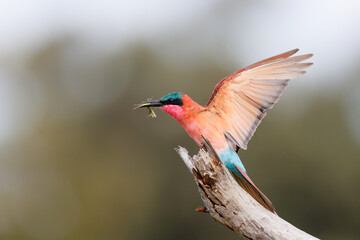 Southern carmine bee eater with a grasshopper is sitting on a branch in Kruger National Park in...