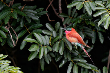 Southern carmine bee eater sitting on a branch in Kruger National Park in South Africa