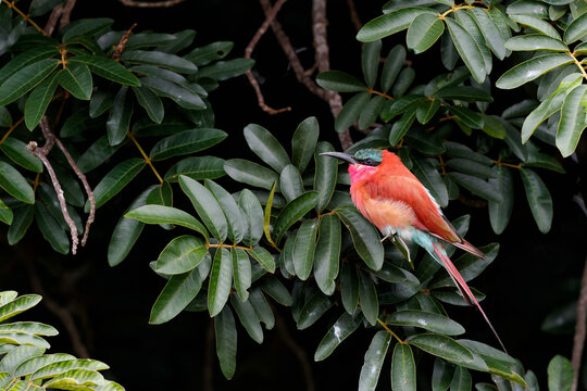 Southern carmine bee eater sitting on a branch in Kruger National Park in South Africa