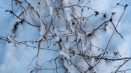 Winter landscape. Branches of trees and bushes in the snow. Winter nature background. Image for design.