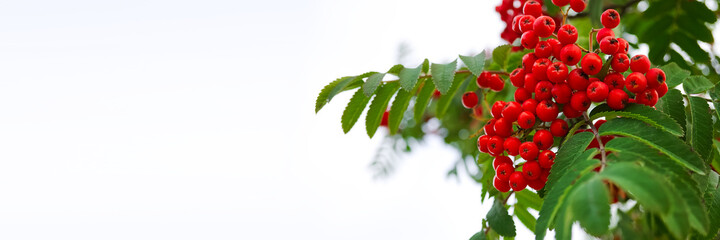 Obraz premium Red ripe bunch of rowan with green rowan leaves on white sky background.