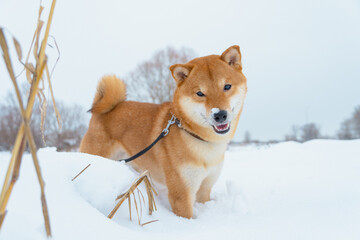 The Shiba Inu Japanese dog plays in the snow in winter.