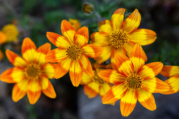 Bright orange-yellow gazania flowers against a background of green leaves.