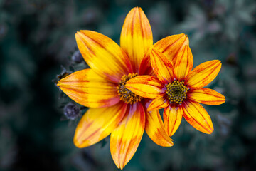 Bright orange-yellow gazania flowers against a background of green leaves.