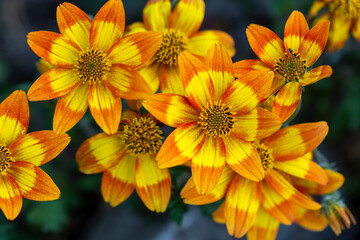 Bright orange-yellow gazania flowers against a background of green leaves.