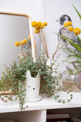 Mulenbeckia in a white pot on the background of a mirror