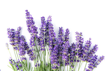 Aromatic Lavender flowers bundle on a white background. Isolated morning Lavender flowers close-up