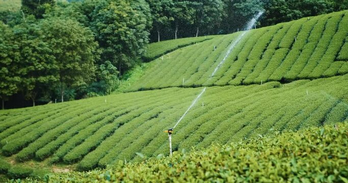 irrigation system on tea plantation, watering plantings on farm. Farmland with even rows of bushes. Traditional farming