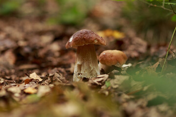 Mushrooms and Leaves
