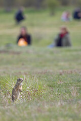 Ground squirrel colony, national natural monuments Radouc, Mlada Boleslav, Czech Republic
