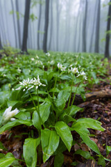 bears garlic, spring beech forest in White Carpathians, Southern Moravia, Czech Republic