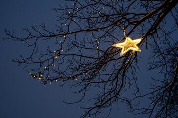 luminous star on tree branches in the evening