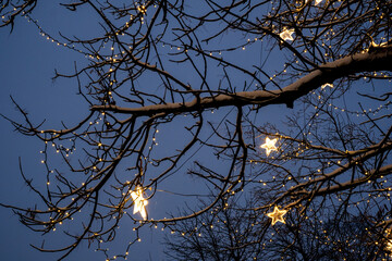 luminous stars on tree branches
