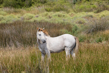 White wild horses, Parc Naturel regional de Camargue, Provence, France