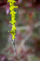 Plant in an urban park