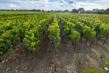 Typical vineyards near Saint-Julien-Beychevelle, Bordeaux, Aquitaine, France